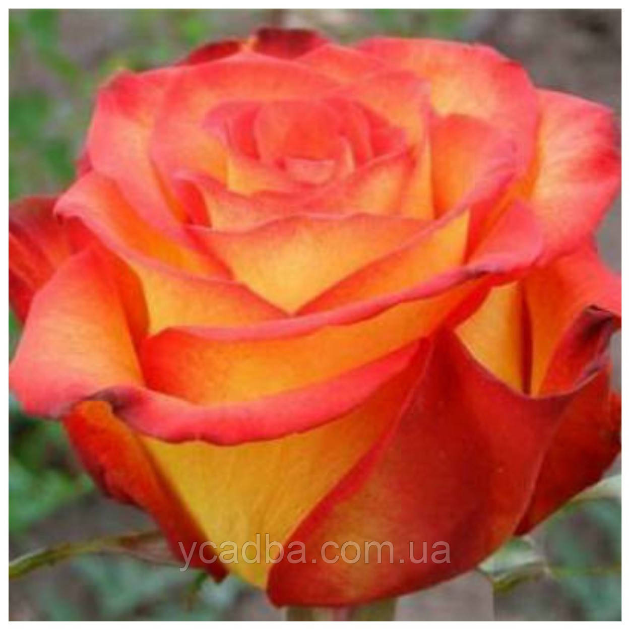 Троянда чайно-гібридна Тризор, фото 1