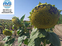 Насіння соняшнику Екватор під ЕвроЛатйнинг і Приват під Гранстар Про від оригінатора Генезис Сідс.