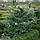 Саджанці Ялівцю лускатого Ханнеторп (Juniperus squamata Hunnetorp), фото 2