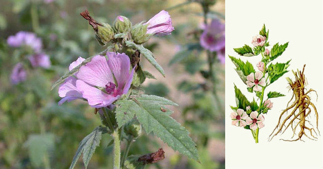 Алтей лекарственный трава