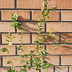Саджанці лохини Дюк Дворічні, Vaccinium corymbosum Duke, фото 3