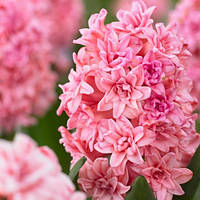 Гіацинт махровий Rosette цибулини