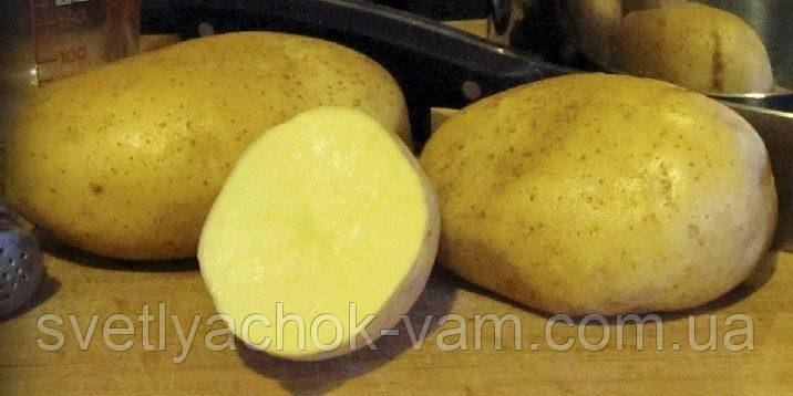 Семенной картофель Миа раннеспелый столовый сорт лежкий очень устойчивый 1Р фракция 35 - 55 мм Германия - фото 2 - id-p1254788467