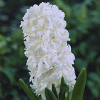 Гіацинт махровий Snow Crystal цибулини 16/17