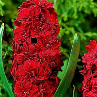 Гіацинт махровий Red Diamond цибулини 16/17