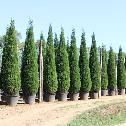 Саджанці Купрессоципариса Лейланда (Cupressocyparis leylandii), фото 2