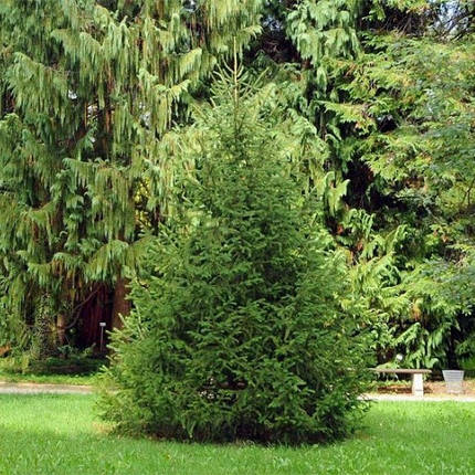 Саджанці Ялиці Білої (Abies alba), фото 2