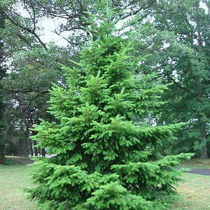 Саджанці Псевдотсуга Мензіса (Pseudotsuga Menziesii), фото 2