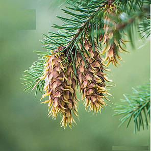 Саджанці Псевдотсуга Мензіса (Pseudotsuga Menziesii), фото 2