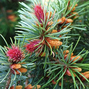 Саджанці Псевдотсуга Мензіса (Pseudotsuga Menziesii), фото 2