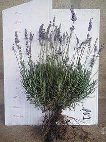 Саджанці Лаванди