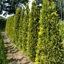 Саджанці Туї західної Ауресценс (Thuja occidentalis Aurescens), фото 2