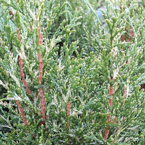Саджанці Туї західної Смарагд Вайт (Thuja occidentalis Smaragd White ), фото 2