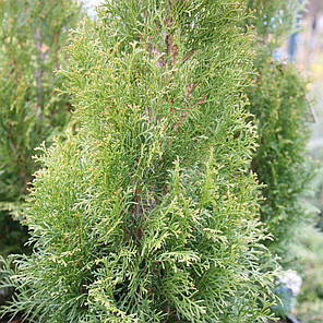 Саджанці Туї західної Смарагд Вайт (Thuja occidentalis Smaragd White ), фото 2
