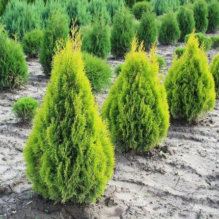 Саджанці Туї складчастої Даниелов (Thuja plicata Daniellow), фото 2