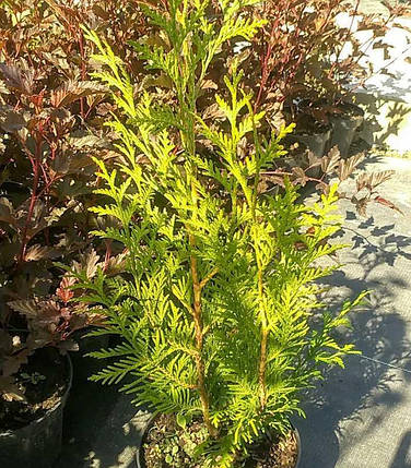Саджанці Туї складчастої Даниелов (Thuja plicata Daniellow), фото 2