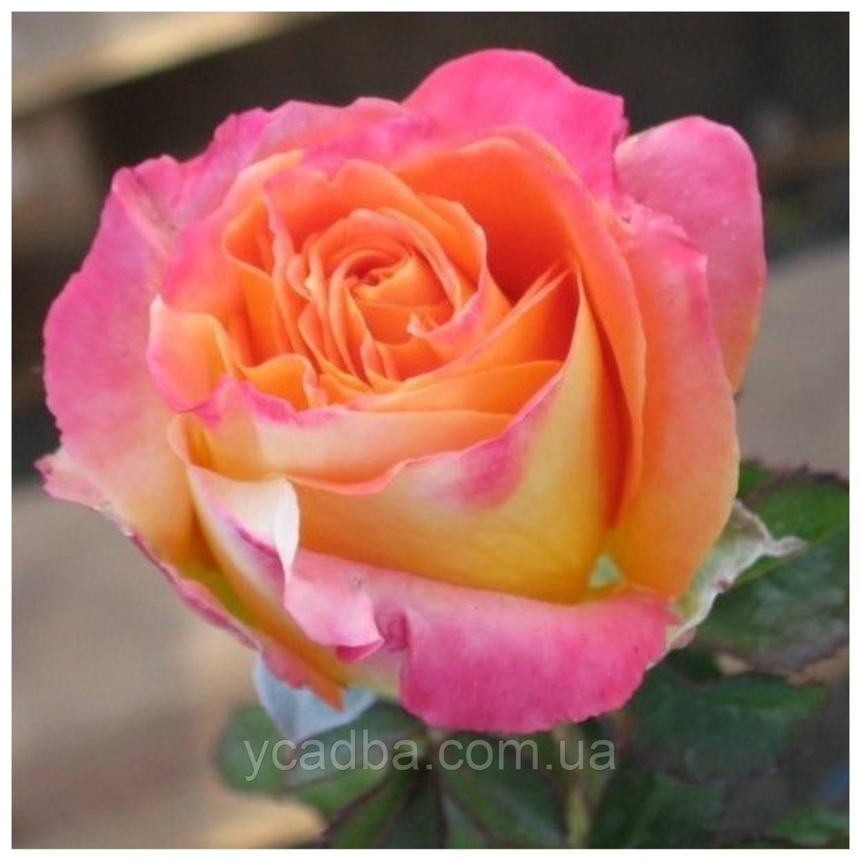 Троянда чайно гібридна Янки Дудль, фото 1