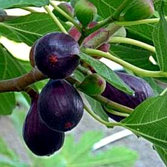 Саджанці інжиру Київський великоплідний (large-fruited) — ремонтантний