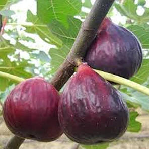 Саджанці інжиру Фіолетовий (Purple) - середній, самоплодовий, солодкий, фото 2