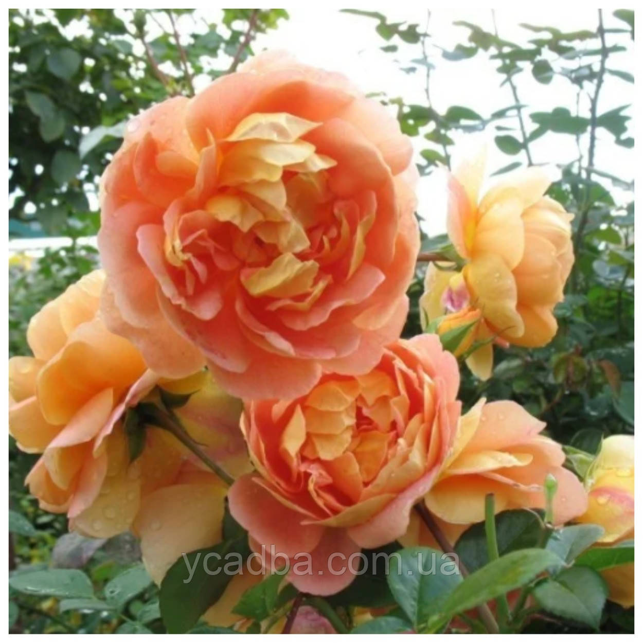 Троянда чайно-гібридна Солей д'Ор, фото 1