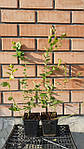 Саджанці лохини Дюк Дворічні, Vaccinium corymbosum Duke, фото 4