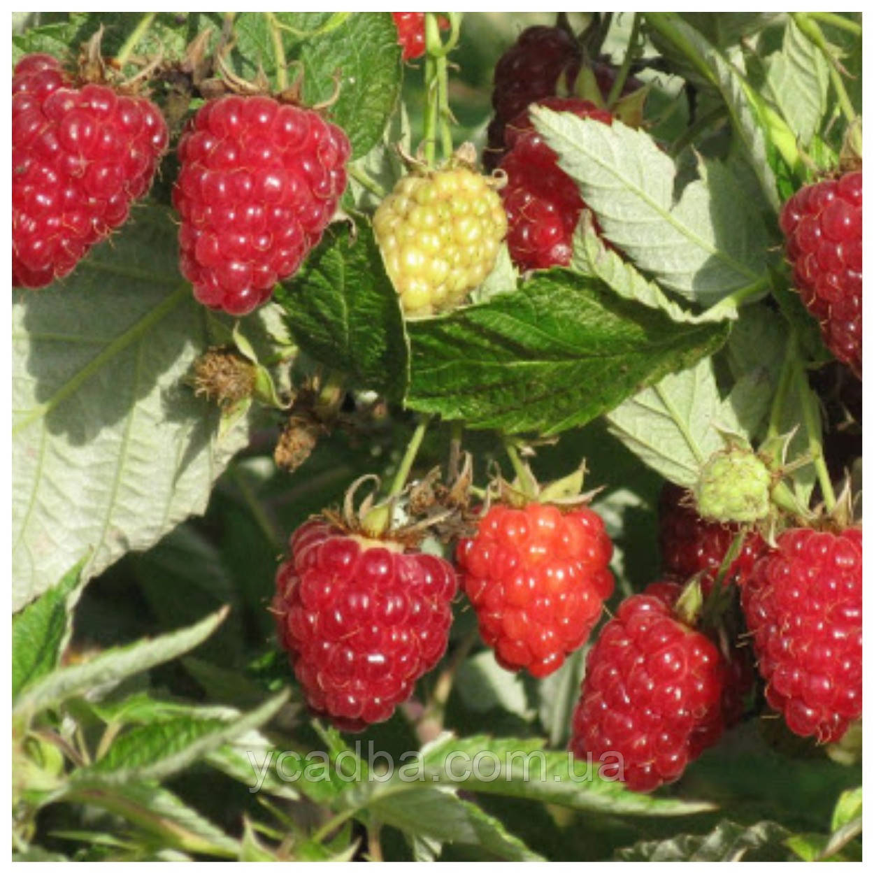 Малина Діамантова (ремонтантний сорт), фото 1