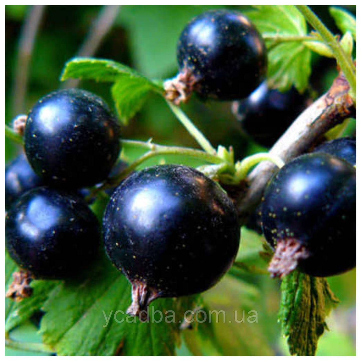 Смородина чорна "Сечегська 2", фото 1