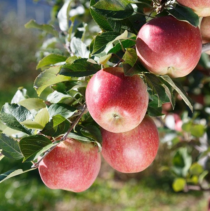 Саджанці яблуні "Фуджі Фубракс", фото 1