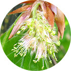 Зображення квітки крапель Баха №3 Beech (Бук) Зображення Wild Oat
