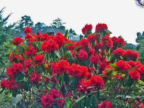 Рододендрон гібридний Brisanz 3 річний, Рододендрон гибридный Бризанс, Rhododendron Brisanz, фото 1