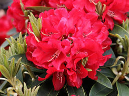 Рододендрон гібридний Brisanz 3 річний, Рододендрон гибридный Бризанс, Rhododendron Brisanz, фото 5