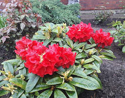 Рододендрон гібридний Brisanz 3 річний, Рододендрон гибридный Бризанс, Rhododendron Brisanz, фото 6