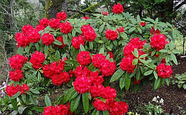 Рододендрон гібридний Brisanz 3 річний, Рододендрон гибридный Бризанс, Rhododendron Brisanz, фото 3