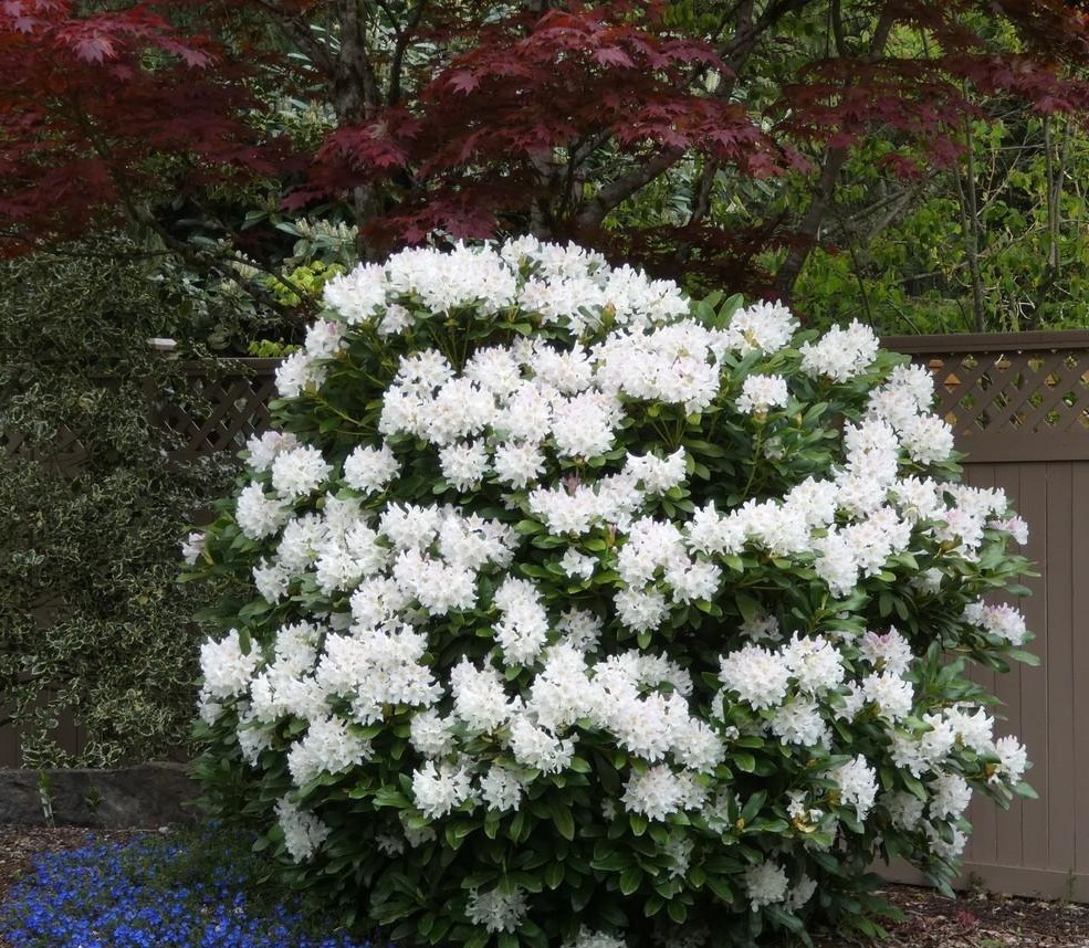 Рододендрон гібридний Cunningham's White 2 річний, Рододендрон гібридний Каннингемс Уайт, Rhododendron