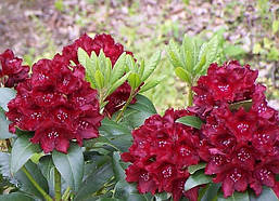 Рододендрон гібридний Kali 3 річний, Рододендрон гибридный Кали, Rhododendron Kali, фото 5