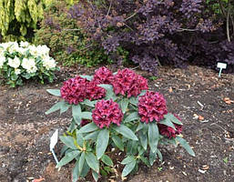 Рододендрон гібридний Kali 3 річний, Рододендрон гибридный Кали, Rhododendron Kali, фото 6