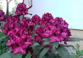 Рододендрон гібридний Kali 3 річний, Рододендрон гибридный Кали, Rhododendron Kali, фото 4