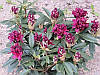 Рододендрон гібридний Kali 3 річний, Рододендрон гибридный Кали, Rhododendron Kali, фото 7