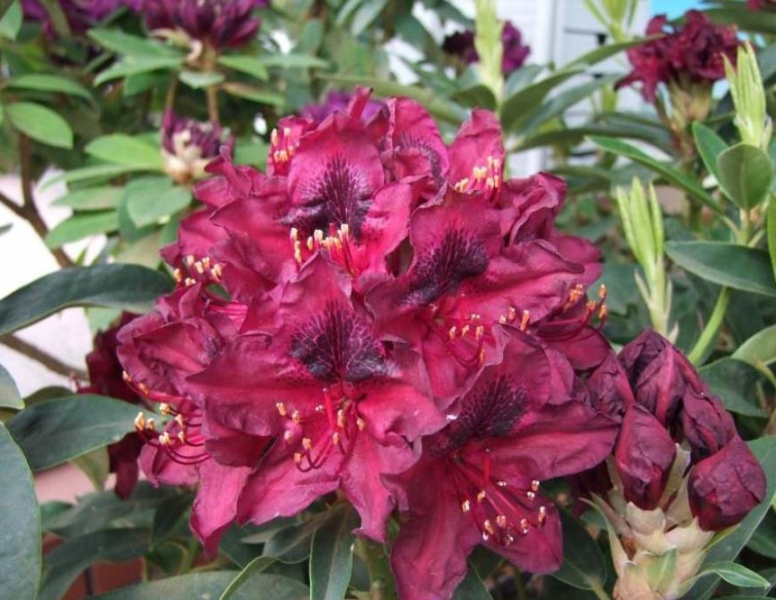 Рододендрон гібридний Kali 3 річний, Рододендрон гибридный Кали, Rhododendron Kali