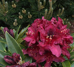 Рододендрон гібридний Kali 3 річний, Рододендрон гибридный Кали, Rhododendron Kali, фото 3