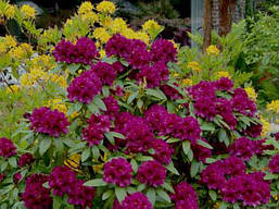 Рододендрон гібридний Polarnacht 2 річний, Рододендрон гібридний Поларнах, Rhododendron Hybride Polarnacht, фото 5