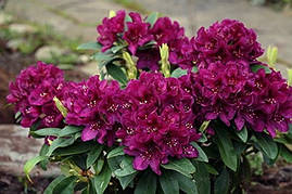 Рододендрон гібридний Polarnacht 2 річний, Рододендрон гібридний Поларнах, Rhododendron Hybride Polarnacht, фото 3