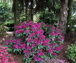 Рододендрон гібридний Polarnacht 2 річний, Рододендрон гібридний Поларнах, Rhododendron Hybride Polarnacht, фото 4