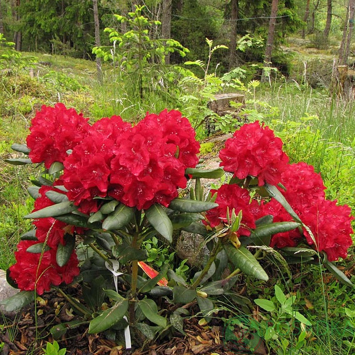 Рододендрон гібридний Busuki 2 річний, Рододендрон гібридний Бузуки, Rhododendron Hybride Busuki