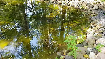 Декоративный чистый пруд. 23