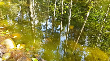 Декоративный чистый пруд. 3