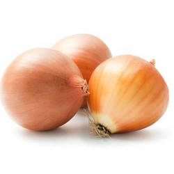 Лук совок озимий жовтий Амфора TOP Onions Голландія