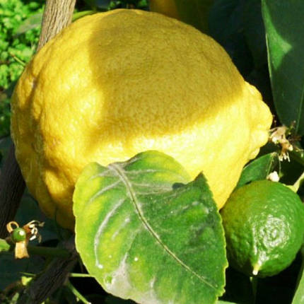 Саджанці лимона Київський Великоплідний - ранній, дуже великий, фото 2