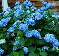 Гортензия крупнолистная Эндлесс Саммер Блауэр (Hydrangea macrophylla Endless Summer Blaue)