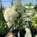 Hydrangea paniculata 'Bobo', Гортензія волотиста 'Бобо',C2 - горщик 2л, фото 2